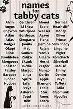 150+ Tabby Cat Names for Your Cute Kitty