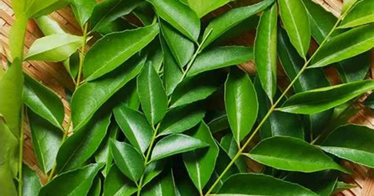 Are Fresh Curry Leaves Banned in Uk