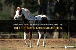 Are Pinto and Paint Horses the Same