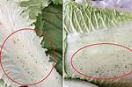 Can You Eat Cabbage with Black Spots