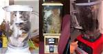 Cat in Blender Video Gone Viral on Reddit: Who Put the Cat in Blender?