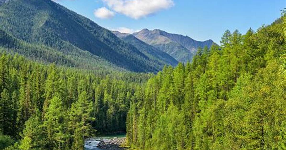 Characteristics of Alpine Forest