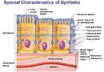 Characteristics of Epithelia Include All of the Following Except