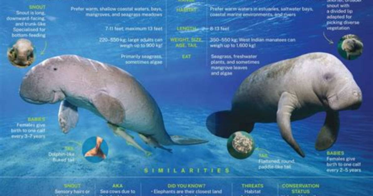 Difference Between Dugong and Manatee