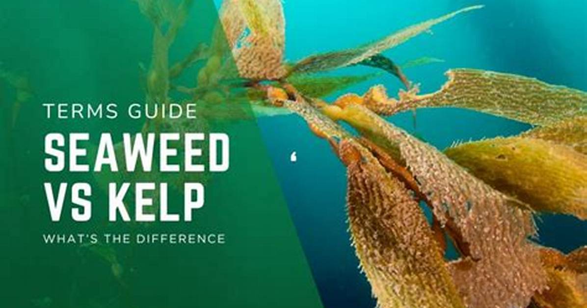 Difference Between Kelp and Seaweed
