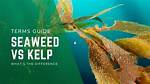 Difference Between Kelp and Seaweed