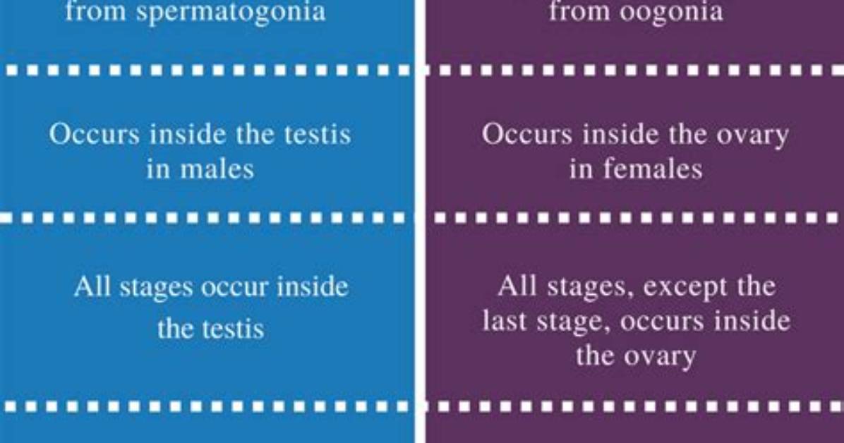 Difference Between Spermatogenesis and Oogenesis