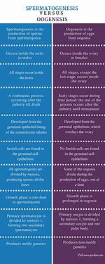 Difference Between Spermatogenesis and Oogenesis