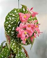 Do Begonias Come Back Year After Year