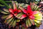 Do Bromeliads Need Sun or Shade