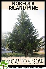 Do Norfolk Pines Grow Fast