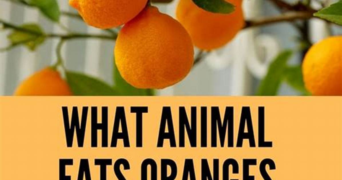 Do Possums Eat Oranges off the Tree