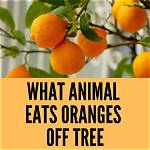Do Possums Eat Oranges off the Tree