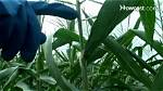 Do You Detassel Sweet Corn