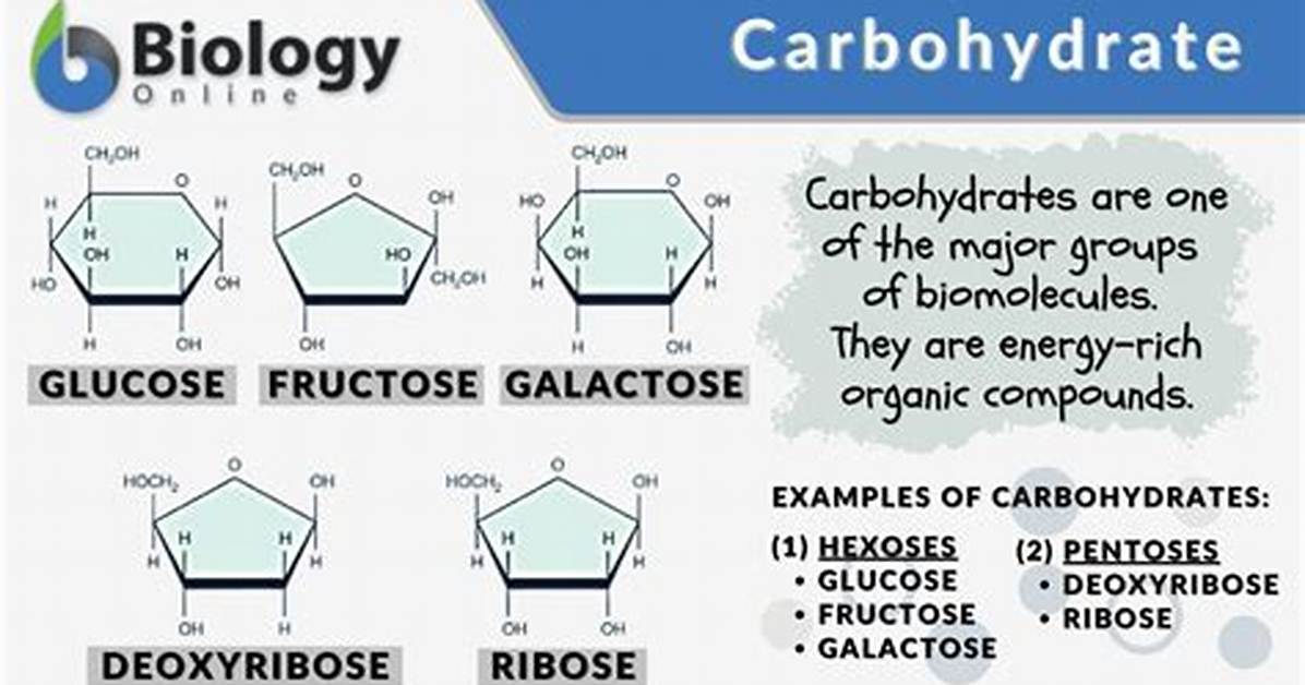 Examples of Carbohydrates in Biology