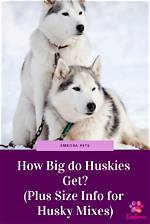 How Big Do Huskies Get