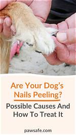 How Do You Treat a Peeling Dog Pad