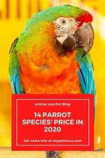 How Much Are Parrots at Petco
