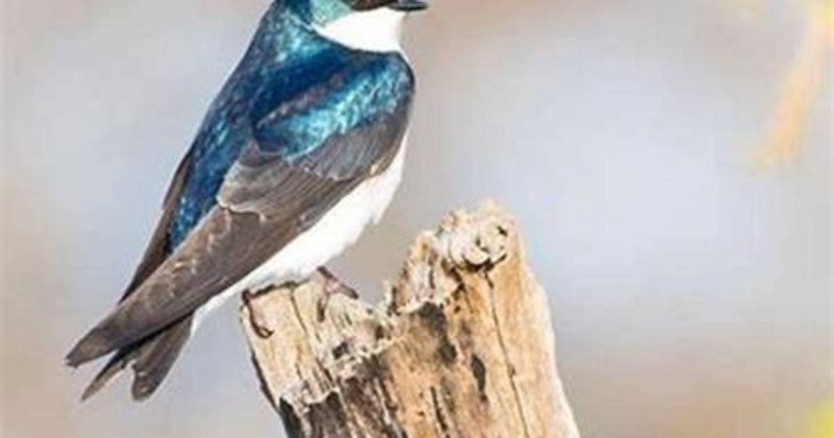 How Much Does a Swallow Weigh