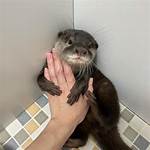 How Much Is a Pet Otter