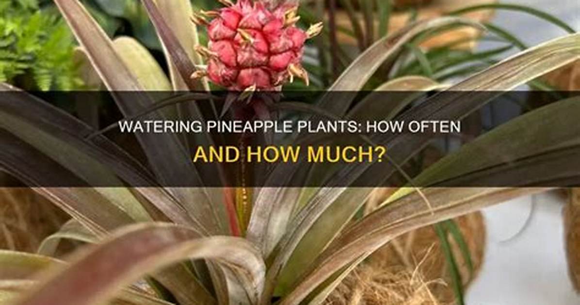 How Often to Water Pineapple Plant