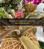 How Often to Water Pineapple Plant