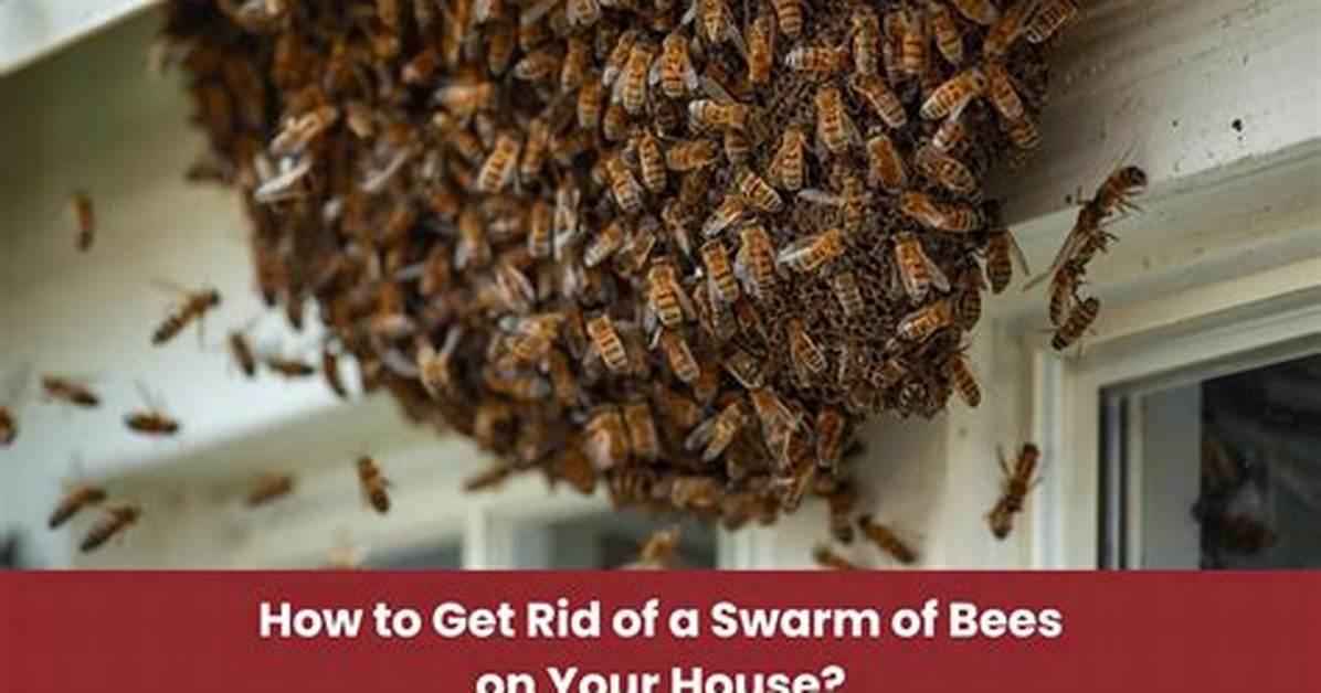 How to Get Rid of a Swarm of Bees