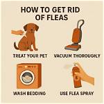 How to Get Rid of Fleas on Bunnies