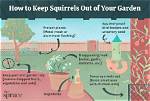 How to Get Rid of Squirrels