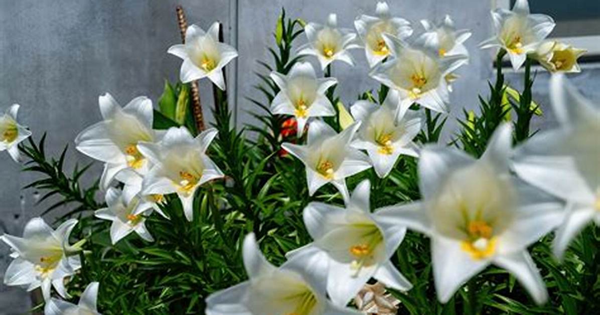 How to Grow Easter Lilies
