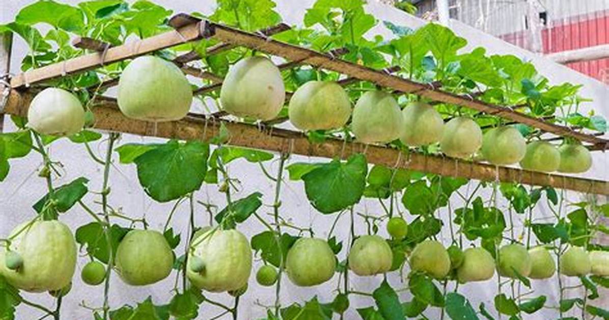 How to Grow Honeydew Melon