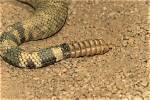 How to Preserve a Rattlesnake Rattle
