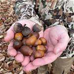 How to Preserve Acorns for Deer