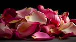 How to Preserve Rose Petals