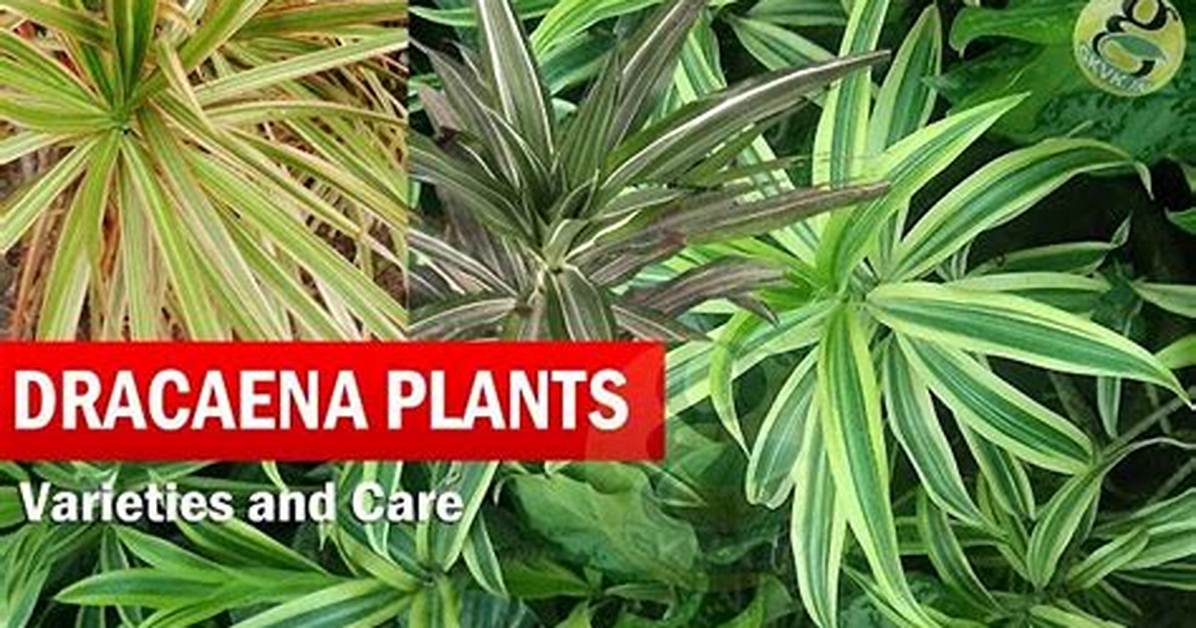 How to Pronounce Dracaena
