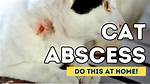 How to Treat Cat Abscess at Home