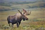 Is a Moose a Omnivore