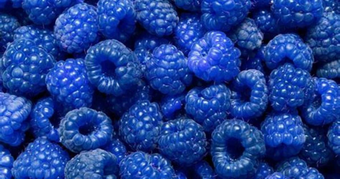Is Blue Raspberry Real? the Origin of the Flavor Explained