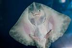 Is Stingray a Nutrition