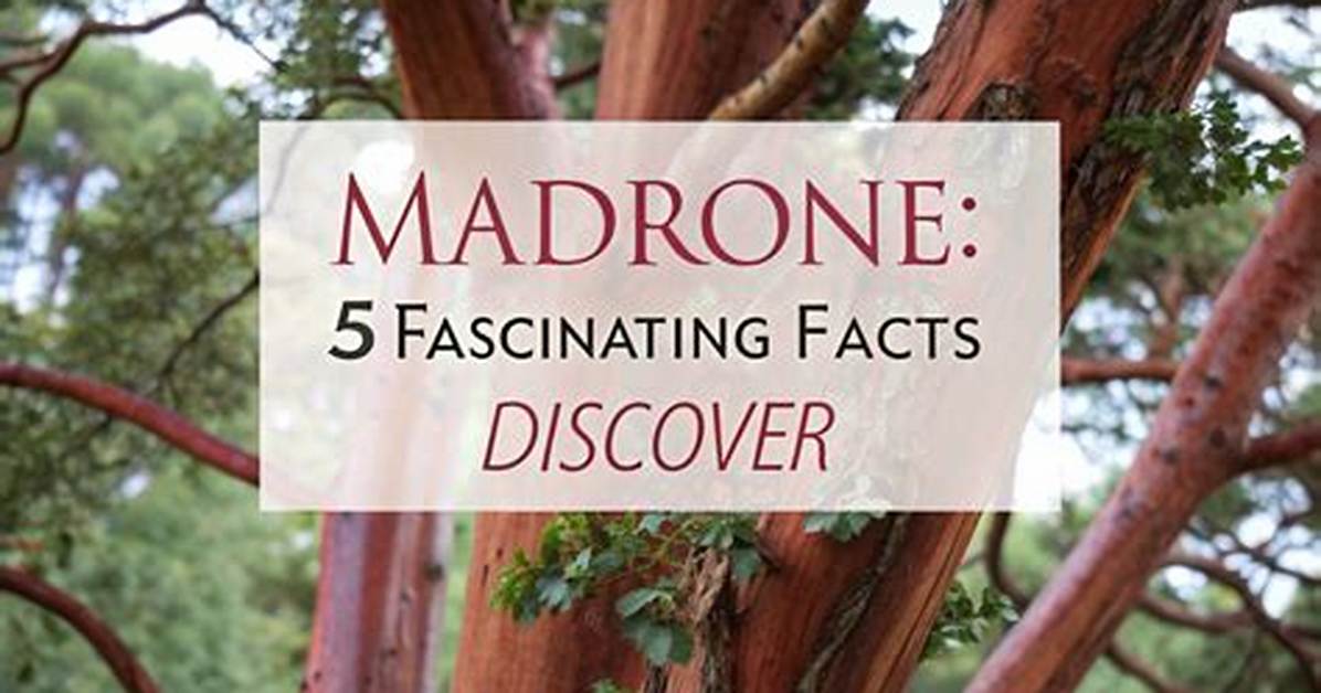 Margana Wood – 5 Facts to Know About the Model