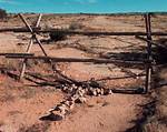 Matthew Shepard Death Photos and Crime Scene, Where Are Aaron Mckinney and Russell Henderson Now?