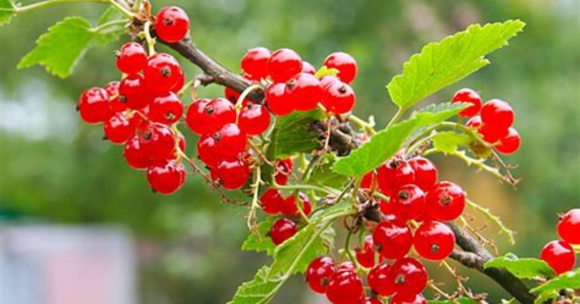 Redcurrant: 10 Nutritional Health Benefits of Red Currant Berries
