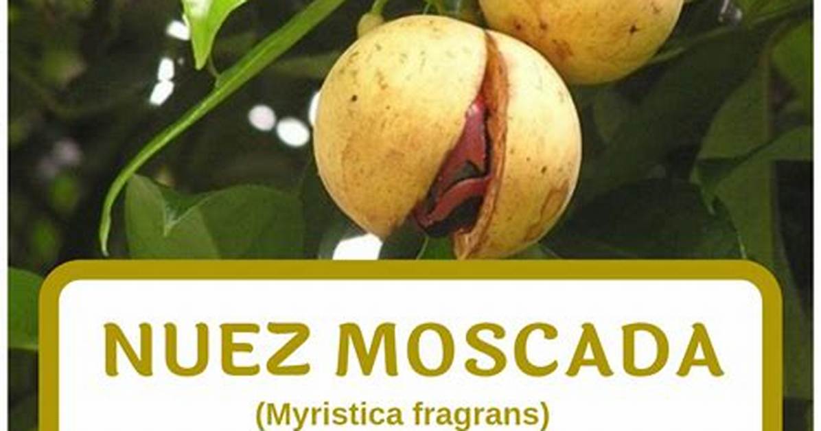 The Comparative Effect of Myristica Fragans (Nutmeg) and Aframomum Melegueta (Alligator Pepper) on Demestes Maculatus Degeer