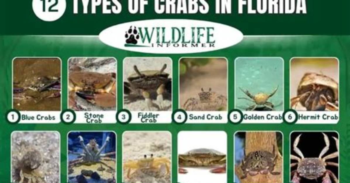 Types of Crabs in Florida
