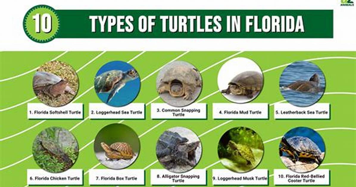 Types of Turtles in Florida