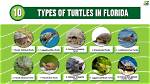 Types of Turtles in Florida