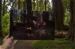 Was Star Wars Filmed in Muir Woods