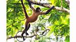 What Are Some Adaptations That Monkeys Have