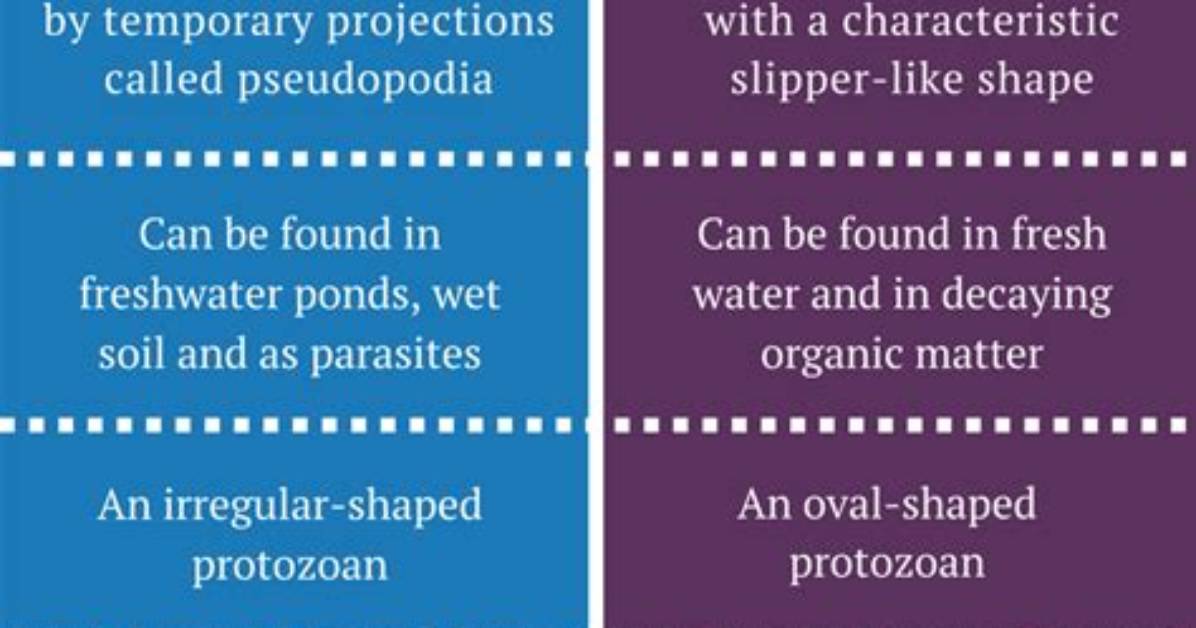 What Are the Similarities Between Amoeba Paramecium and Euglena