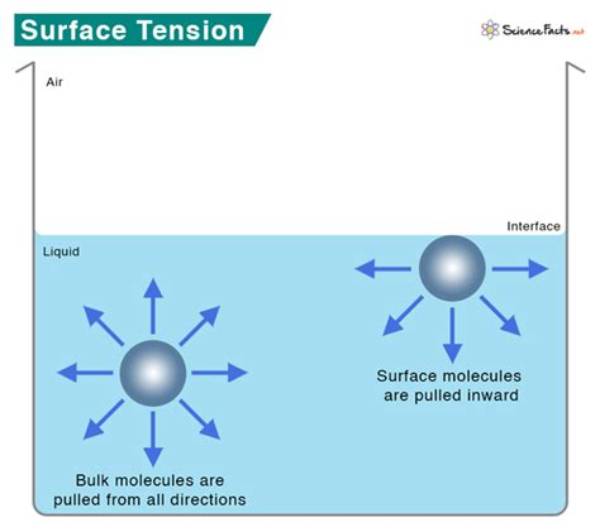 What Causes the Surface Tension That Allows a Paperclip to Float on Water